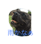 ごくぅの毎日（個別スタンプ：1）