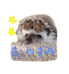 ハリネズミのきのこさん（個別スタンプ：1）