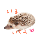ハリネズミのきのこさん（個別スタンプ：4）