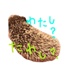 ハリネズミのきのこさん（個別スタンプ：6）