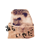 ハリネズミのきのこさん（個別スタンプ：17）
