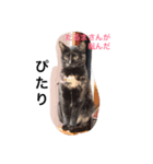 ジジの日々（個別スタンプ：3）