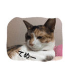 ジジの日々（個別スタンプ：4）
