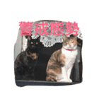 ジジの日々（個別スタンプ：7）