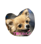 ポメチワくぅたのスタンプ（個別スタンプ：4）