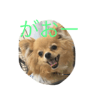 ポメチワくぅたのスタンプ（個別スタンプ：8）