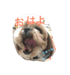 ももちゃんのゆるーいまいにち（個別スタンプ：1）