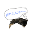 サビ猫むぎちゃん3（個別スタンプ：4）