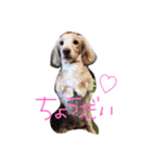 いぶとらむのスタンプ（個別スタンプ：1）