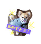 いぶとらむのスタンプ（個別スタンプ：3）