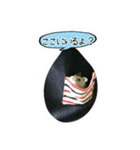 ハムスターちろる（個別スタンプ：1）