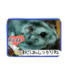 ハムスターちろる（個別スタンプ：3）