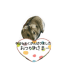 ハムスターちろる（個別スタンプ：9）