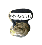 ハムスターちろる（個別スタンプ：12）