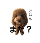 毎日わんこのごあいさつ（個別スタンプ：1）