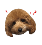 毎日わんこのごあいさつ（個別スタンプ：5）