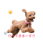 毎日わんこのごあいさつ（個別スタンプ：6）