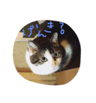 ぷー！その2（個別スタンプ：5）