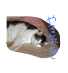 ぷー！その4（個別スタンプ：1）