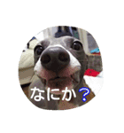 アズ＆クロの日常（個別スタンプ：1）