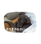 アズ＆クロの日常（個別スタンプ：6）