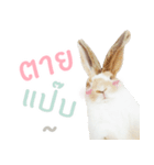 MM Rabbits 1.0 (TH)（個別スタンプ：6）