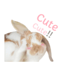 MM Rabbits 1.0 (EN)（個別スタンプ：4）