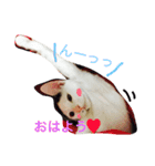 愛しのゴマちゃん（個別スタンプ：3）