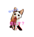 愛しのゴマちゃん（個別スタンプ：8）