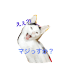 愛しのゴマちゃん（個別スタンプ：11）