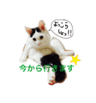 愛しのゴマちゃん（個別スタンプ：12）