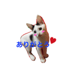 愛しのゴマちゃん（個別スタンプ：13）