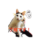愛しのゴマちゃん（個別スタンプ：18）