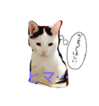 愛しのゴマちゃん（個別スタンプ：20）