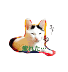 愛しのゴマちゃん（個別スタンプ：24）