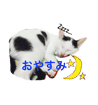 愛しのゴマちゃん（個別スタンプ：25）