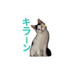 愛しのゴマちゃん（個別スタンプ：27）