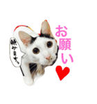 愛しのゴマちゃん（個別スタンプ：28）