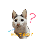 愛しのゴマちゃん（個別スタンプ：33）