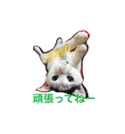 愛しのゴマちゃん（個別スタンプ：34）