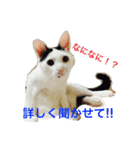 愛しのゴマちゃん（個別スタンプ：35）