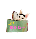愛しのゴマちゃん（個別スタンプ：36）