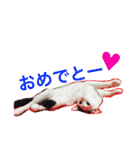 愛しのゴマちゃん（個別スタンプ：40）