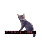 人間に対する猫（個別スタンプ：1）