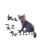 人間に対する猫（個別スタンプ：2）