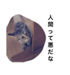 人間に対する猫（個別スタンプ：3）