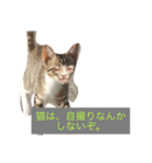 人間に対する猫（個別スタンプ：5）