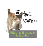 人間に対する猫（個別スタンプ：6）