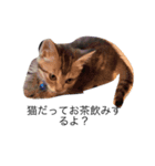 人間に対する猫（個別スタンプ：8）