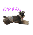 シュナウザーのシュシュ君（個別スタンプ：5）